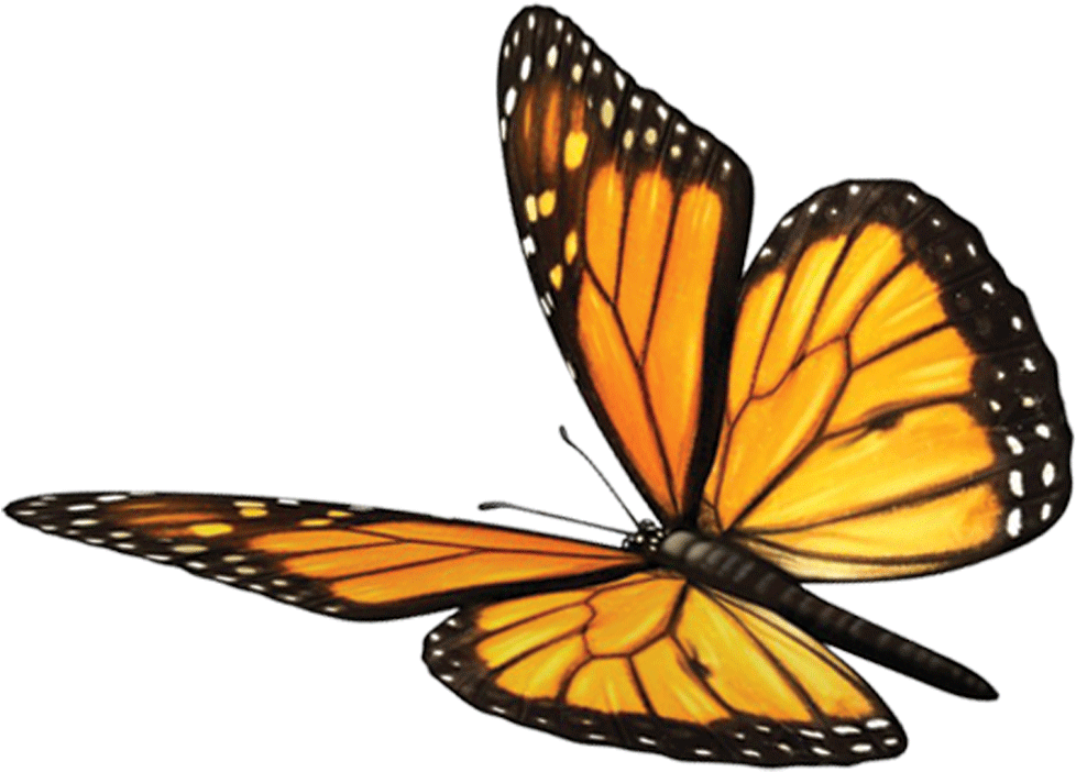 Butterfly Fawn Mind Soul Spirituality Monarch Sundara Clipart (978x702), Png Download