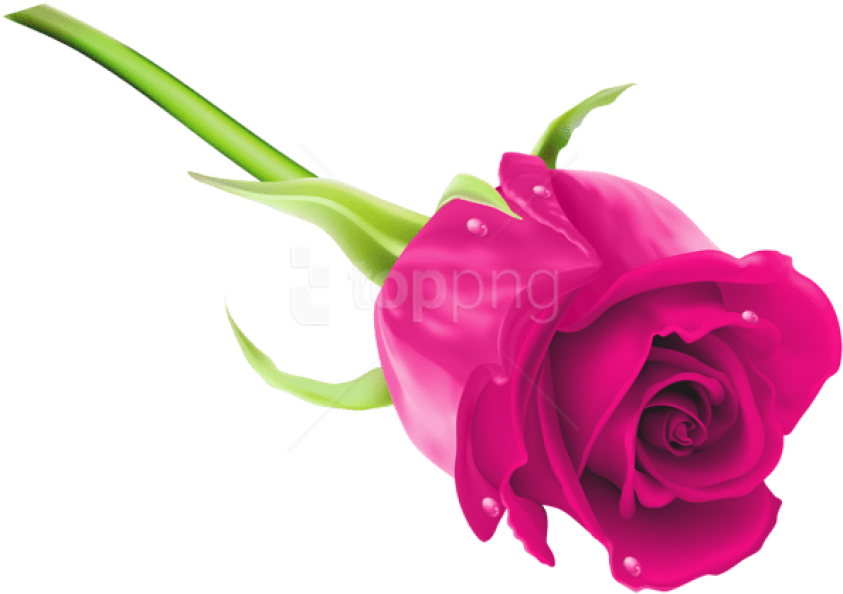 Free Png Download Pink Rose Png Images Background Png - Rose Png Images Hd Clipart (850x597), Png Download