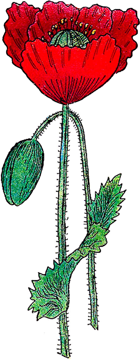 Poppy Clipart Vintage - Poppy Clip Art Free - Png Download (896x1452), Png Download