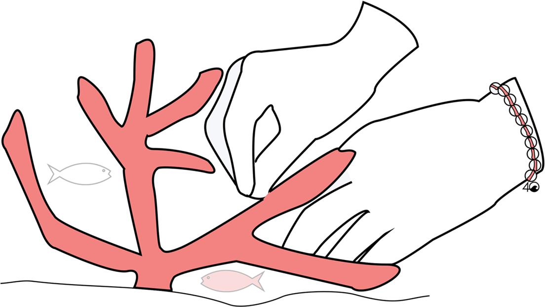 This Bracelet Helps Restore Coral Colonies Clipart (1104x758), Png Download