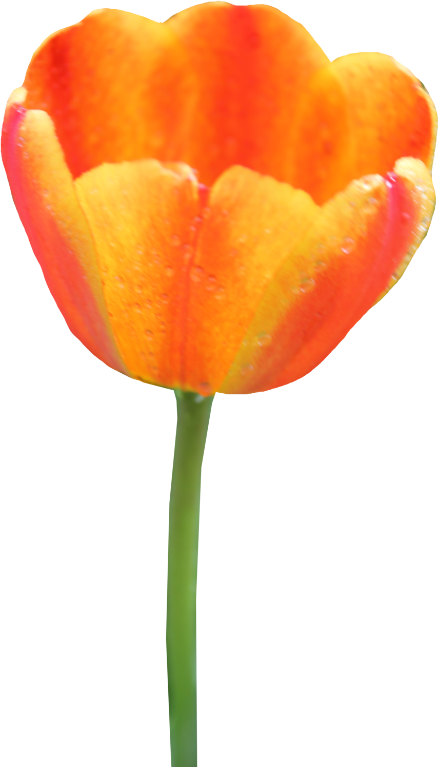 Tulip Png Image - Orange Tulip No Background Clipart (854x1494), Png Download