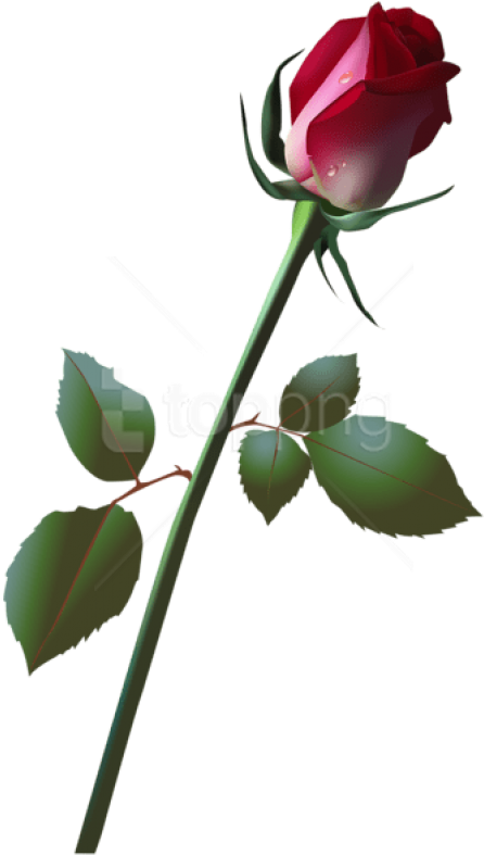 Free Png Download Beautiful Rose Bud Png Images Background - Rose Bud Png Clipart (480x803), Png Download