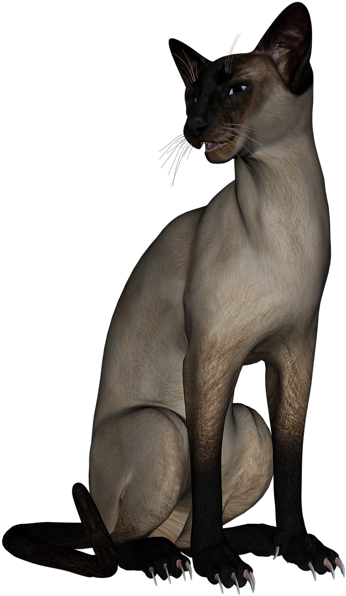 Cat Siamese Cat Animal - Minskin Clipart (1280x1280), Png Download