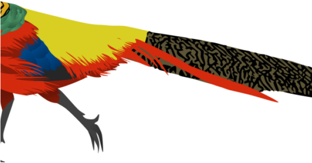 Pheasant Clipart High - Golden Pheasant Png Transparent Png (640x480), Png Download