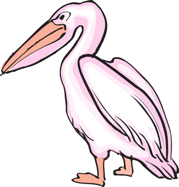 Pelican Clipart - Png Download (570x597), Png Download