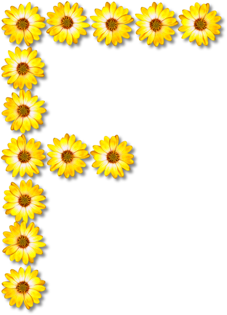 All Photo Png Clipart - Flower Transparent Png (537x750), Png Download