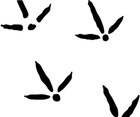 Turkey Tracks Clipart - Png Download (640x480), Png Download