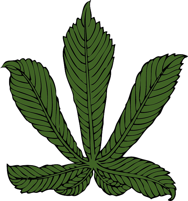 Horse Chestnut Leaf Png Clip Arts Transparent Png (560x600), Png Download