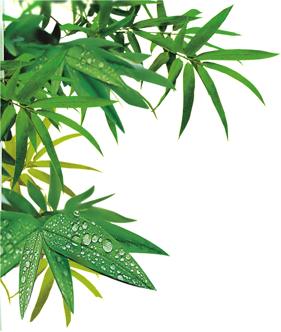 Realistic Bamboo Leaf Design Transparent Decorative - Hình Vẽ Lá Trúc Clipart (1024x1189), Png Download