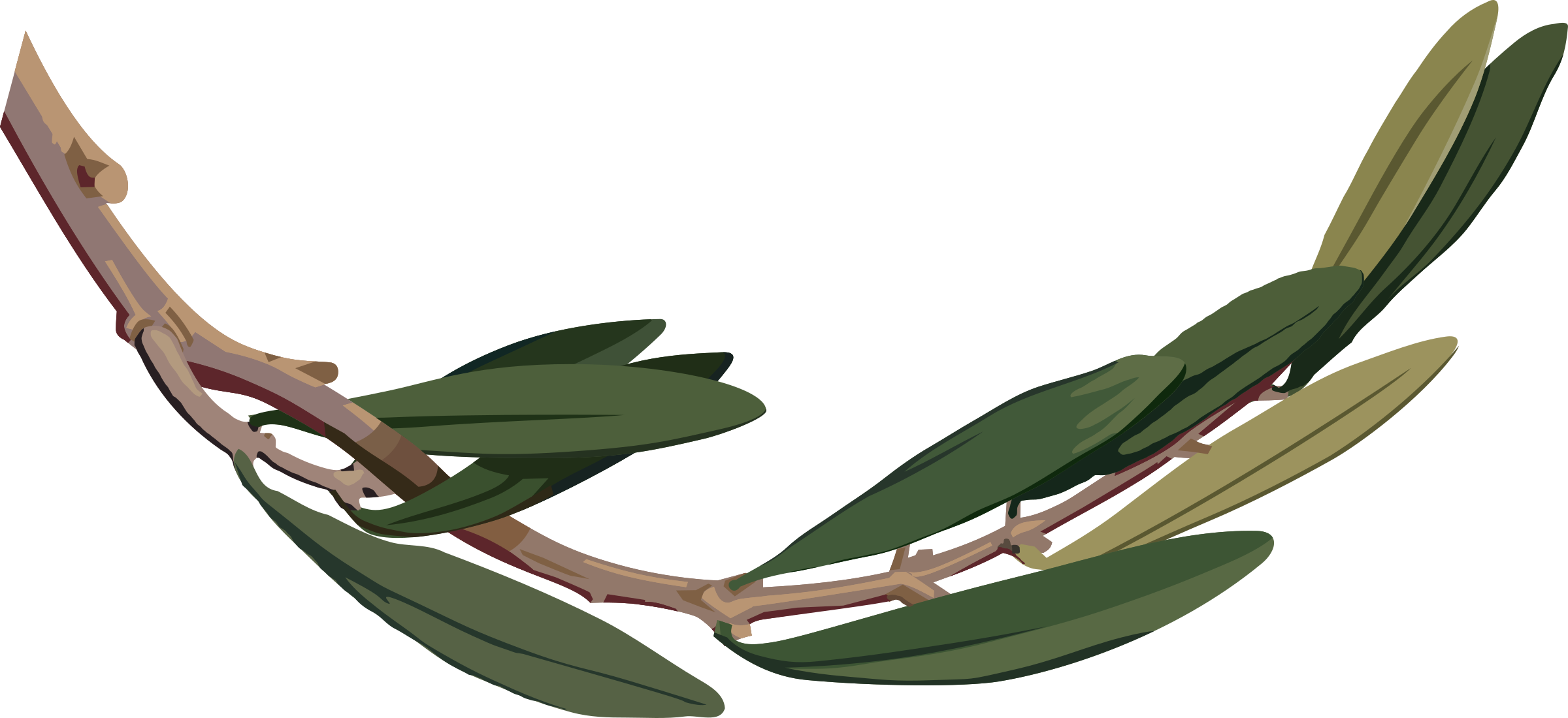 Branch Big Image Png - Olive Tree Illustration Png Clipart (2400x1100), Png Download