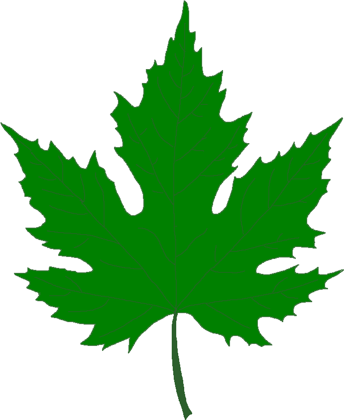Silver Maple Tree - Green Maple Leaf Png Clipart (737x885), Png Download