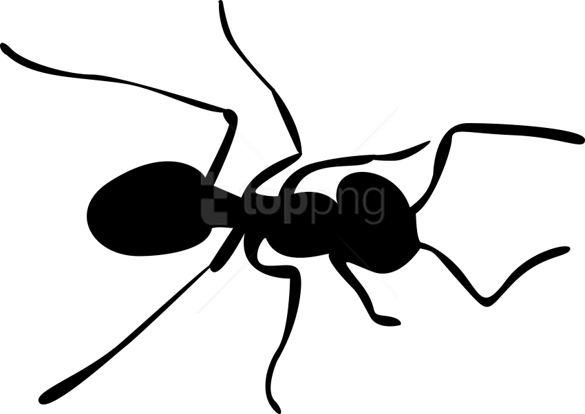 Download Ants Clipart Png Photo - Transparent Background Ant Clip Art (850x602), Png Download