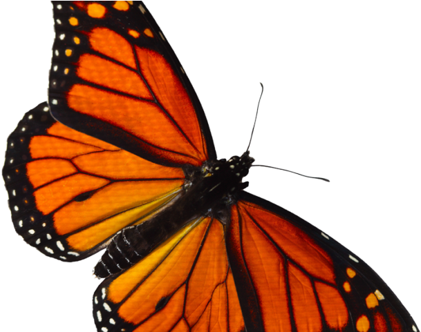 Monarch Butterfly Clipart Overlay - Transparent Monarch Butterfly - Png Download (640x480), Png Download