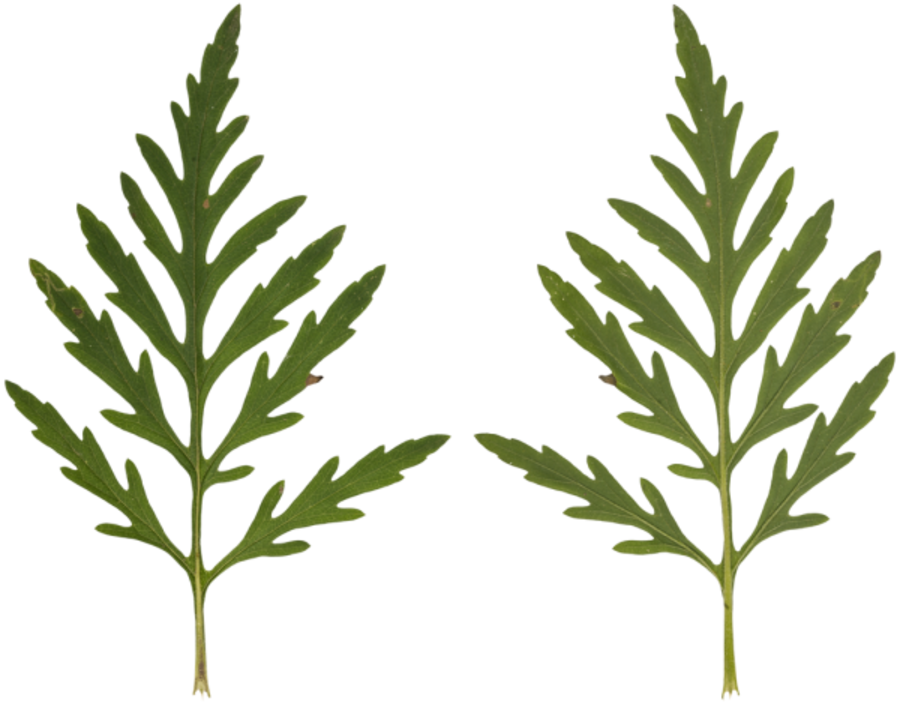Leaf Clipart (900x704), Png Download