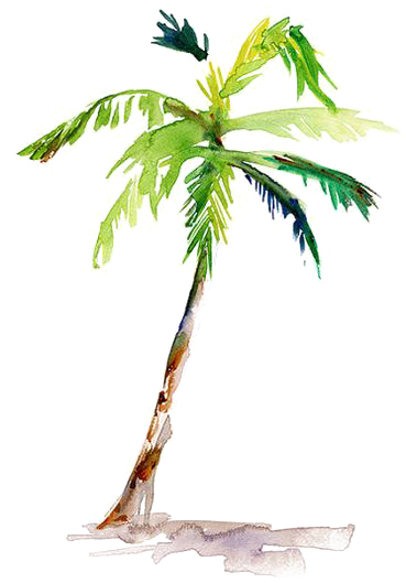 Watercolor Painting Arecaceae Coconut - Palm Tree Watercolor Transparent Clipart (564x607), Png Download