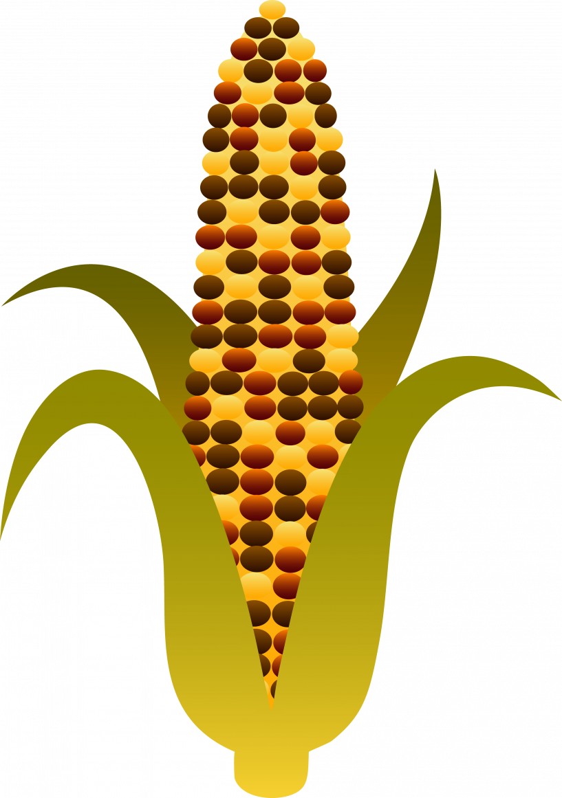 Indian Corn Clipart - Png Download (817x1161), Png Download