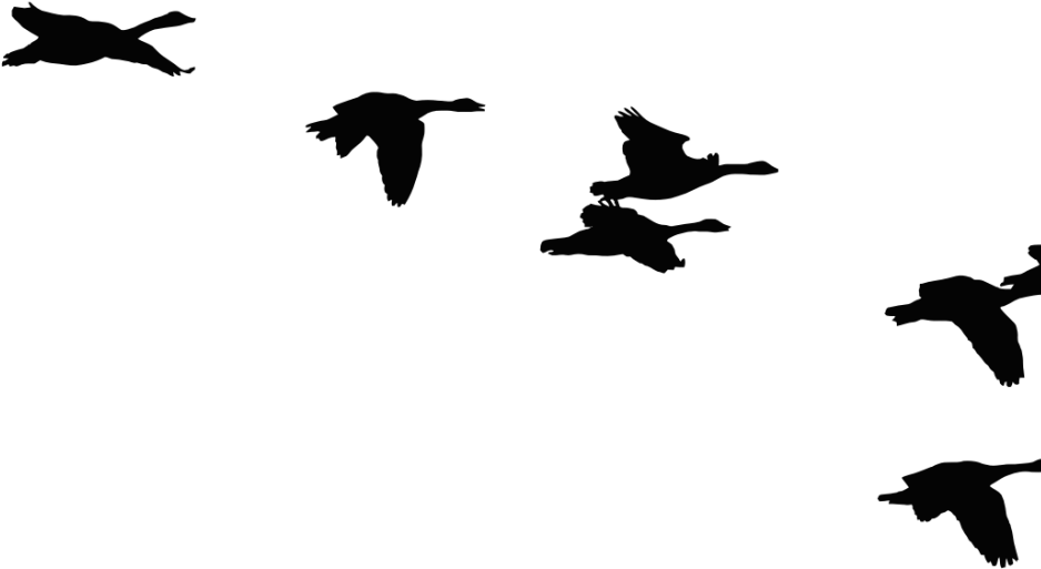 Flock Of Ducks Silhouette Clipart (1024x600), Png Download