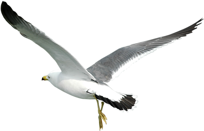 Gull Png - Ave Clipart (800x537), Png Download