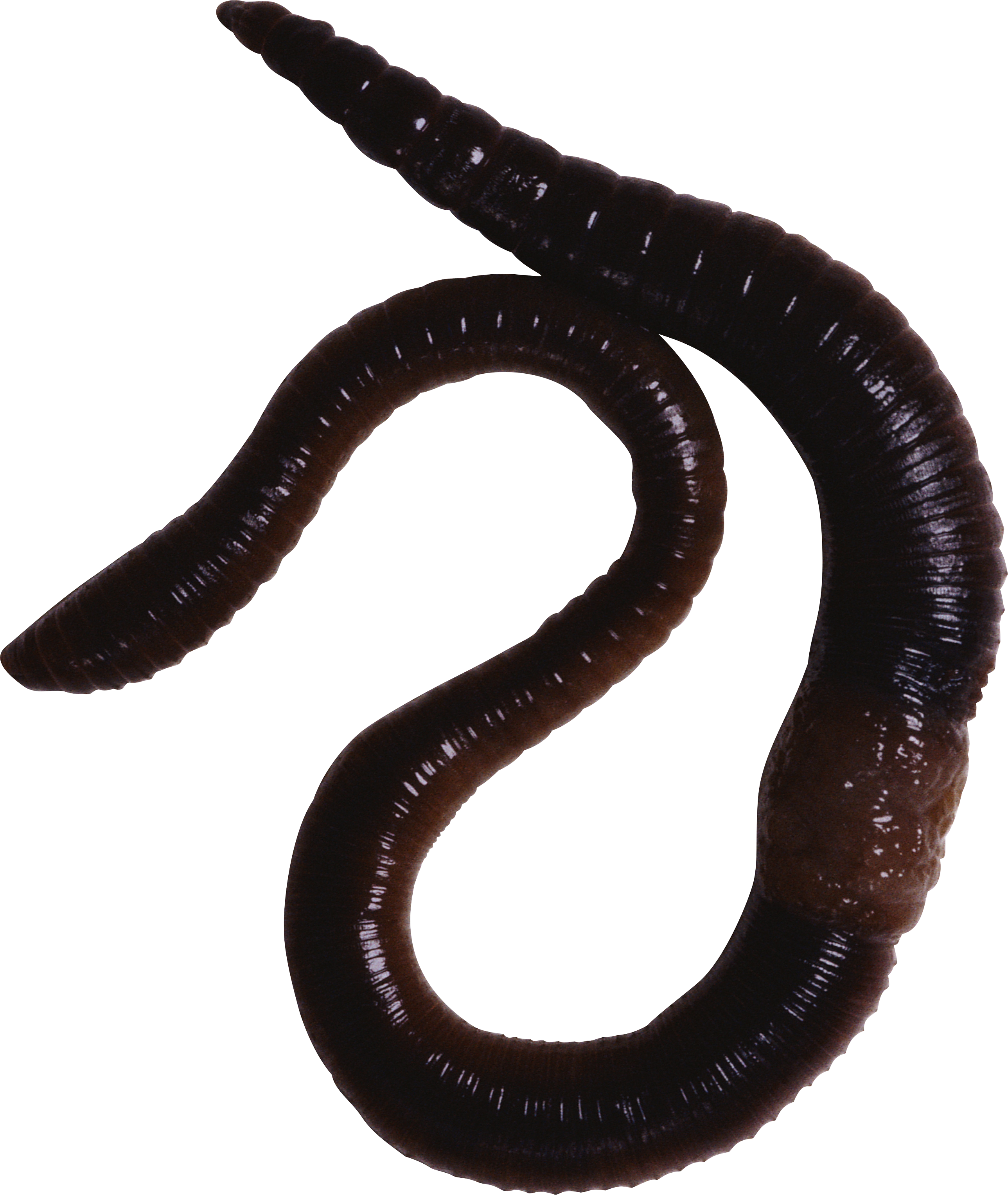 Earthworm Worm Png - Night Crawler Worms Clipart (2577x3054), Png Download