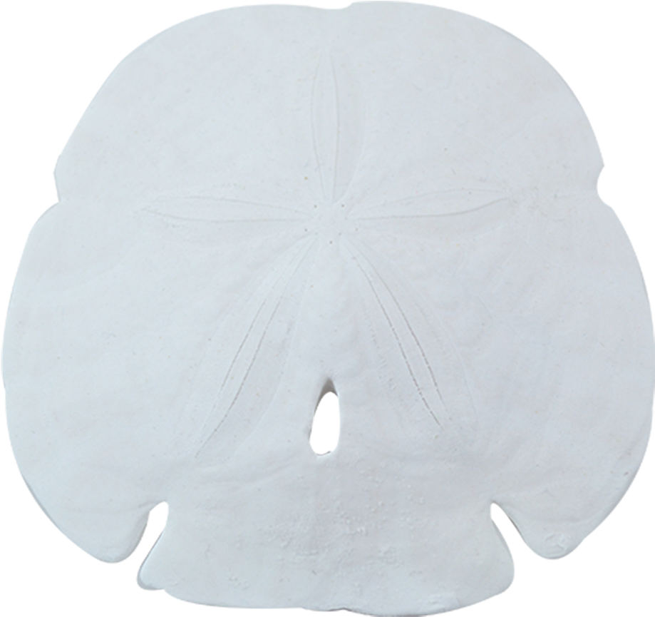 Sand Dollar Png - Sand Dollar Clipart (1100x1100), Png Download
