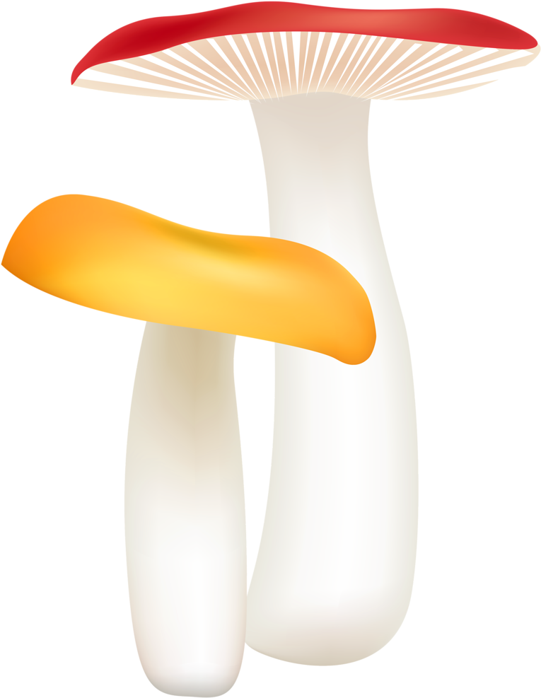Фото, Автор Cutepictures На Яндекс - Pleurotus Eryngii Clipart (816x1024), Png Download