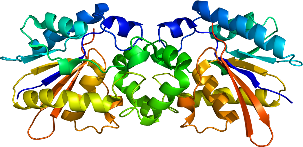 Clipart Protein In Biology Png Download Full Size Clipart (4228302