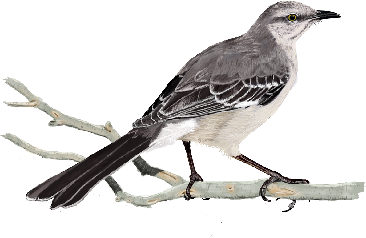 1200 X 1200 5 0 Northern Mockingbird Transparent Clipart Full Size