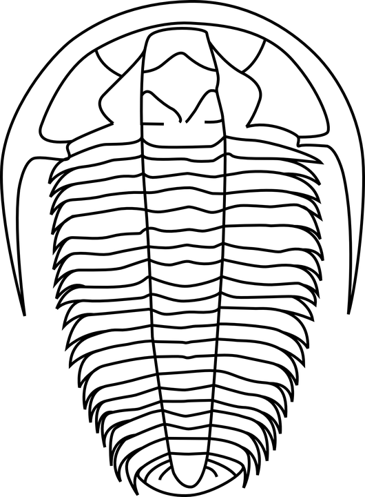 Trilobite Clipart - Png Download (530x720), Png Download