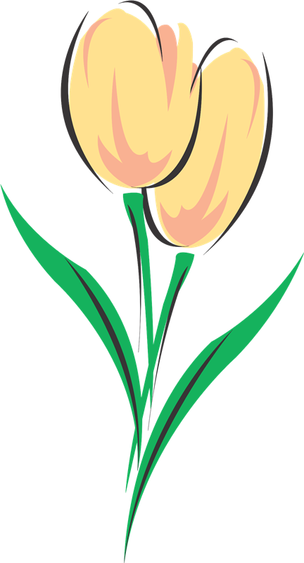Tulips Drawing Colouring Clipart (432x800), Png Download