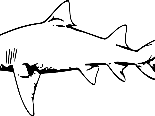 Cliparts Black And White Shark - Png Download (640x480), Png Download