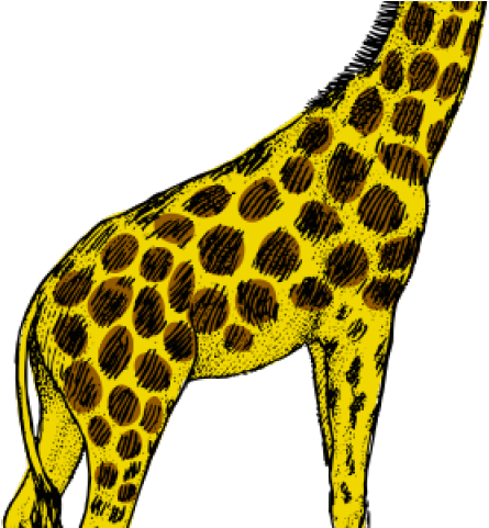 Giraffe Clipart Turquoise - Giraffe Drawing And Colouring - Png Download (640x480), Png Download