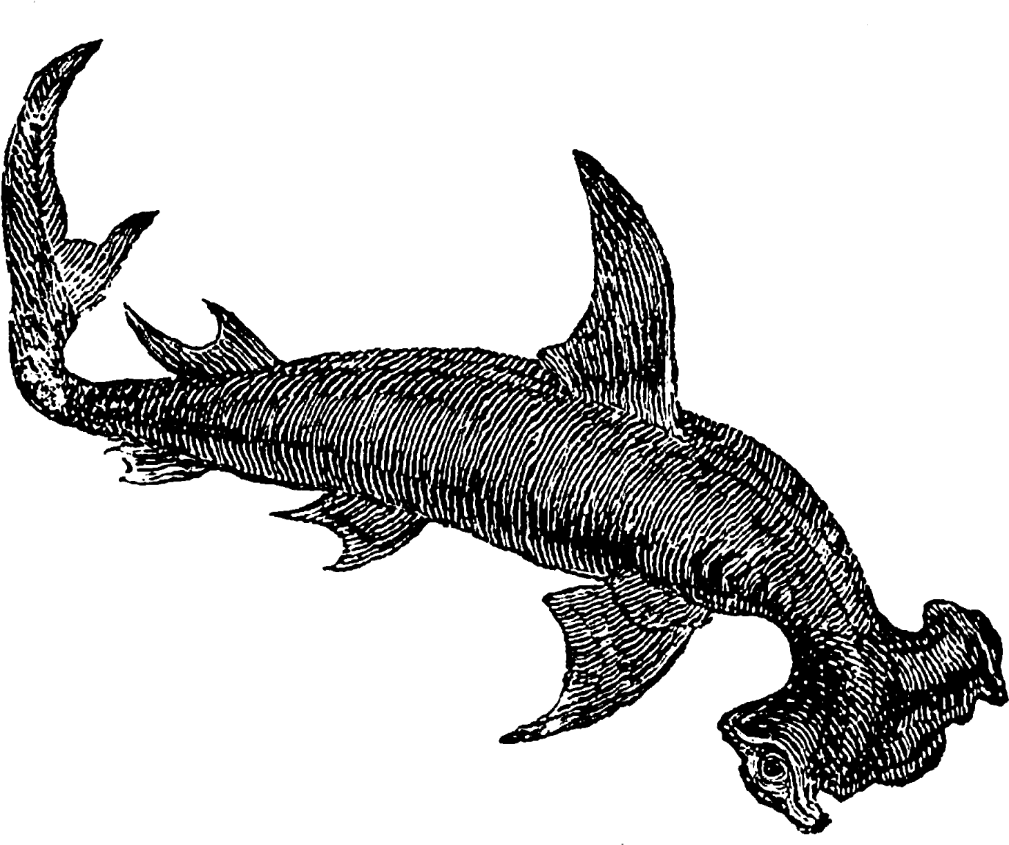 Even The First Digital Shark Clip Art Has A Very Mystical - Shark - Png Download (1600x1275), Png Download