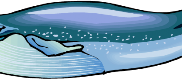 Bluewhale Clipart Png Transparent Png (640x480), Png Download