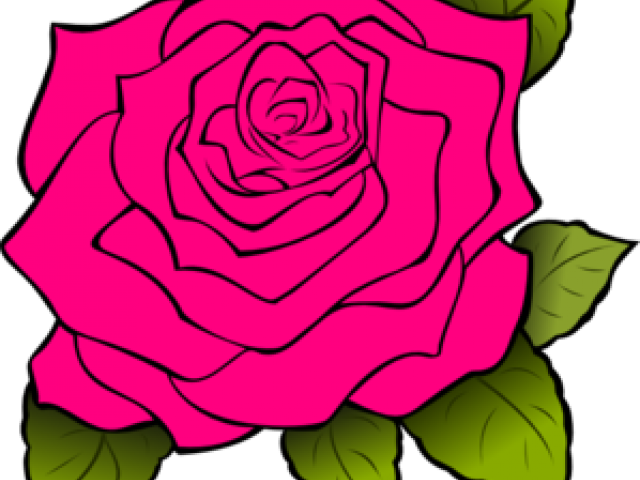 Clipart White Rose Transparent Background - Png Download (640x480), Png Download