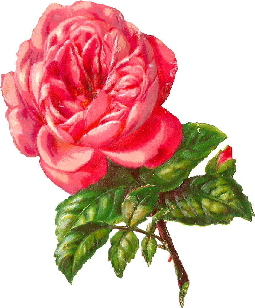 Pink Rose Clipart Illustrated - Clip Art - Png Download (935x1115), Png Download