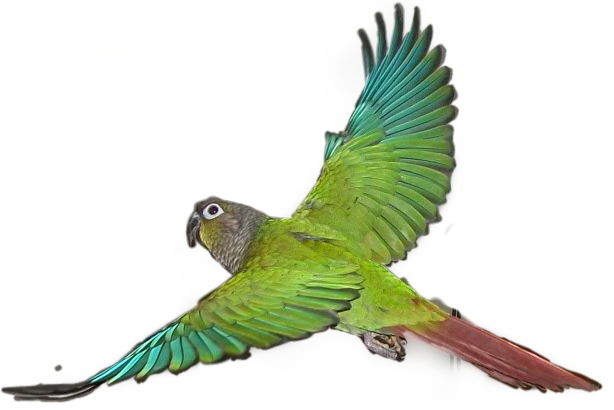 Budgie Clipart (614x410), Png Download