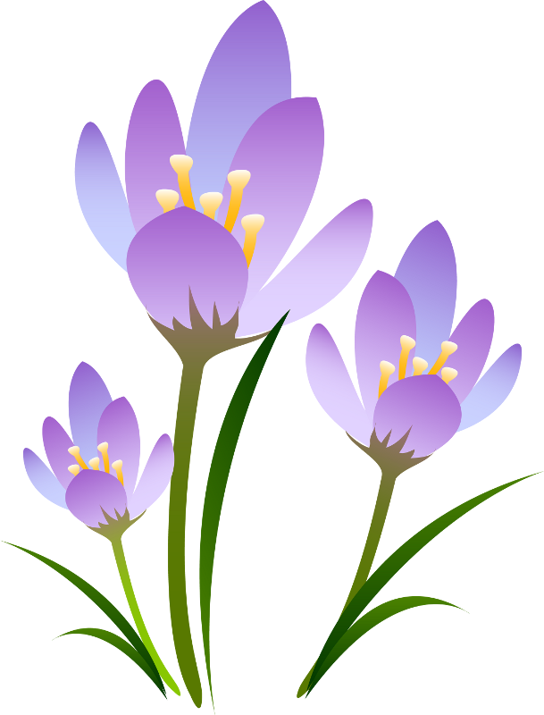 Wiosenne Kwiaty - Подснежник На Прозрачном Фоне Clipart (609x800), Png Download