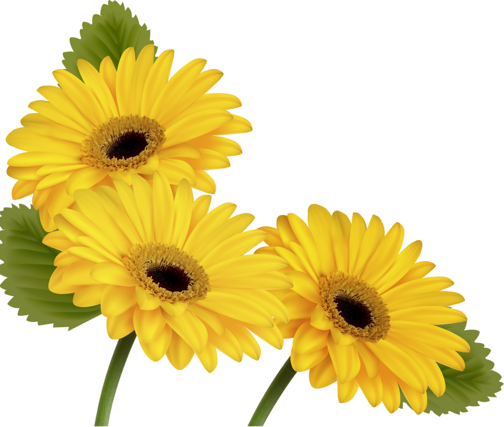 Фото, Автор Soloveika На Яндекс - Butterfly And Flower Transparent Clipart (1024x868), Png Download