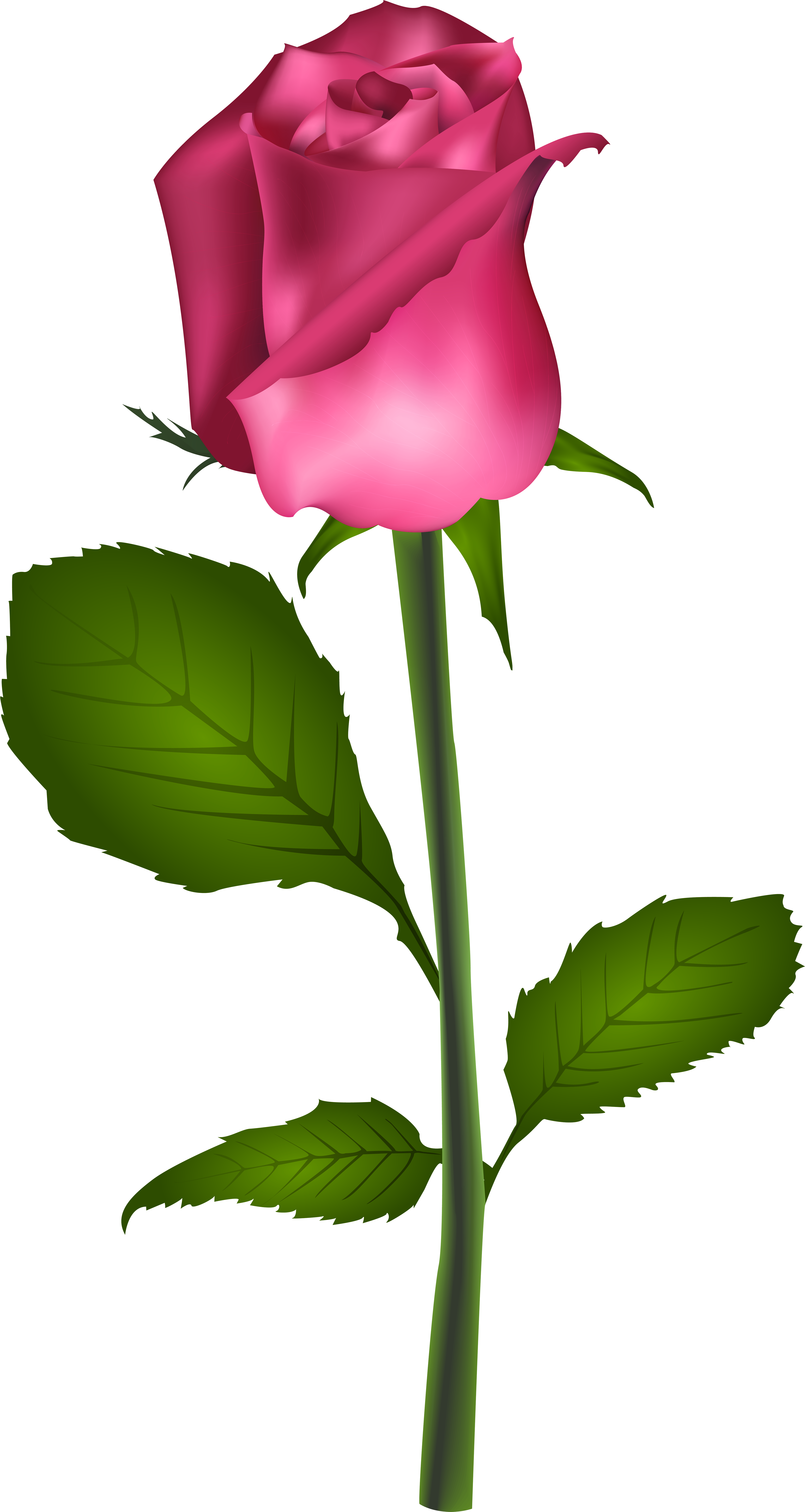 Best Rose Flower Clipart (4241x8000), Png Download