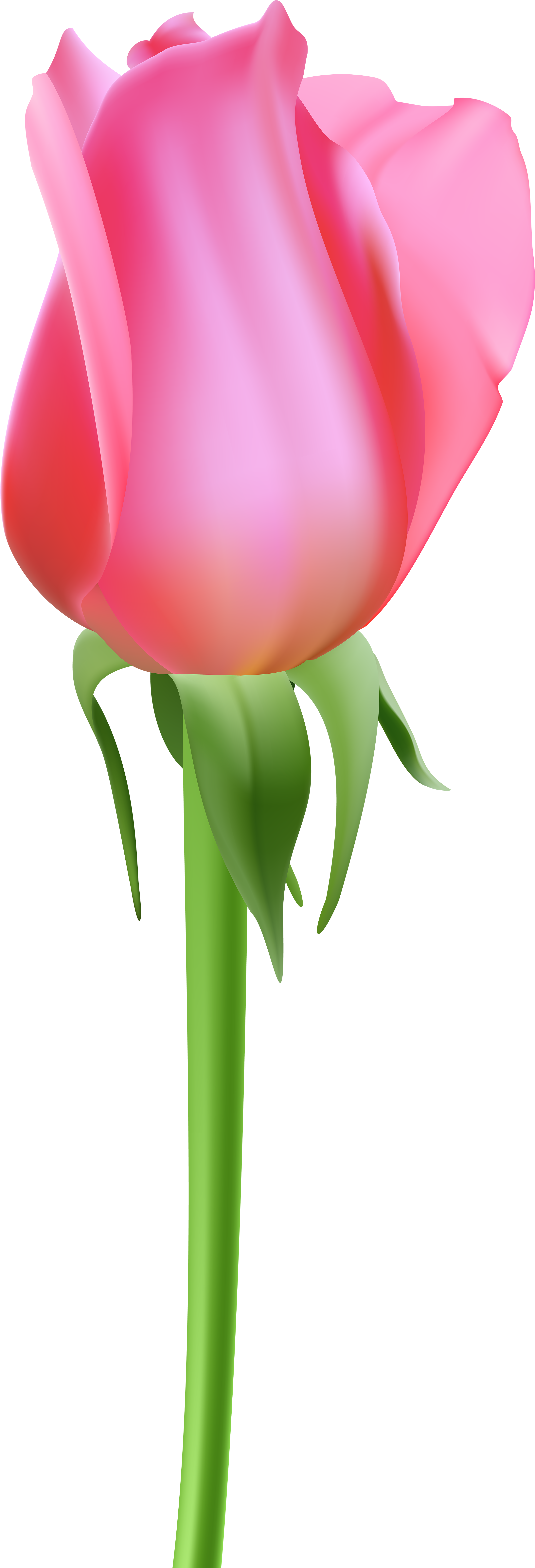 Pink Bud Clipart - Png Download (2785x8000), Png Download