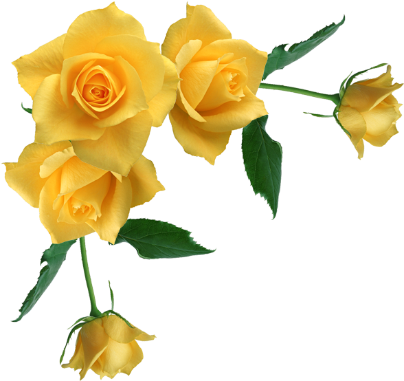 Rose Corner Cliparts - Yellow Roses Transparent Background - Png Download (629x592), Png Download