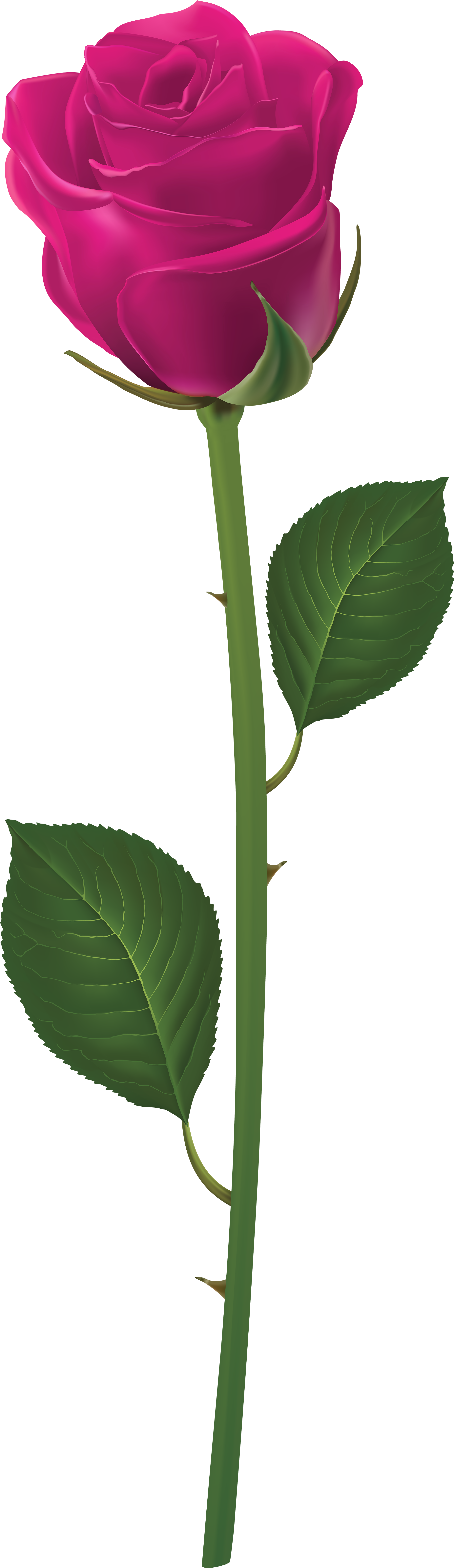 Long Stem Purple Rose Clipart (2448x8000), Png Download