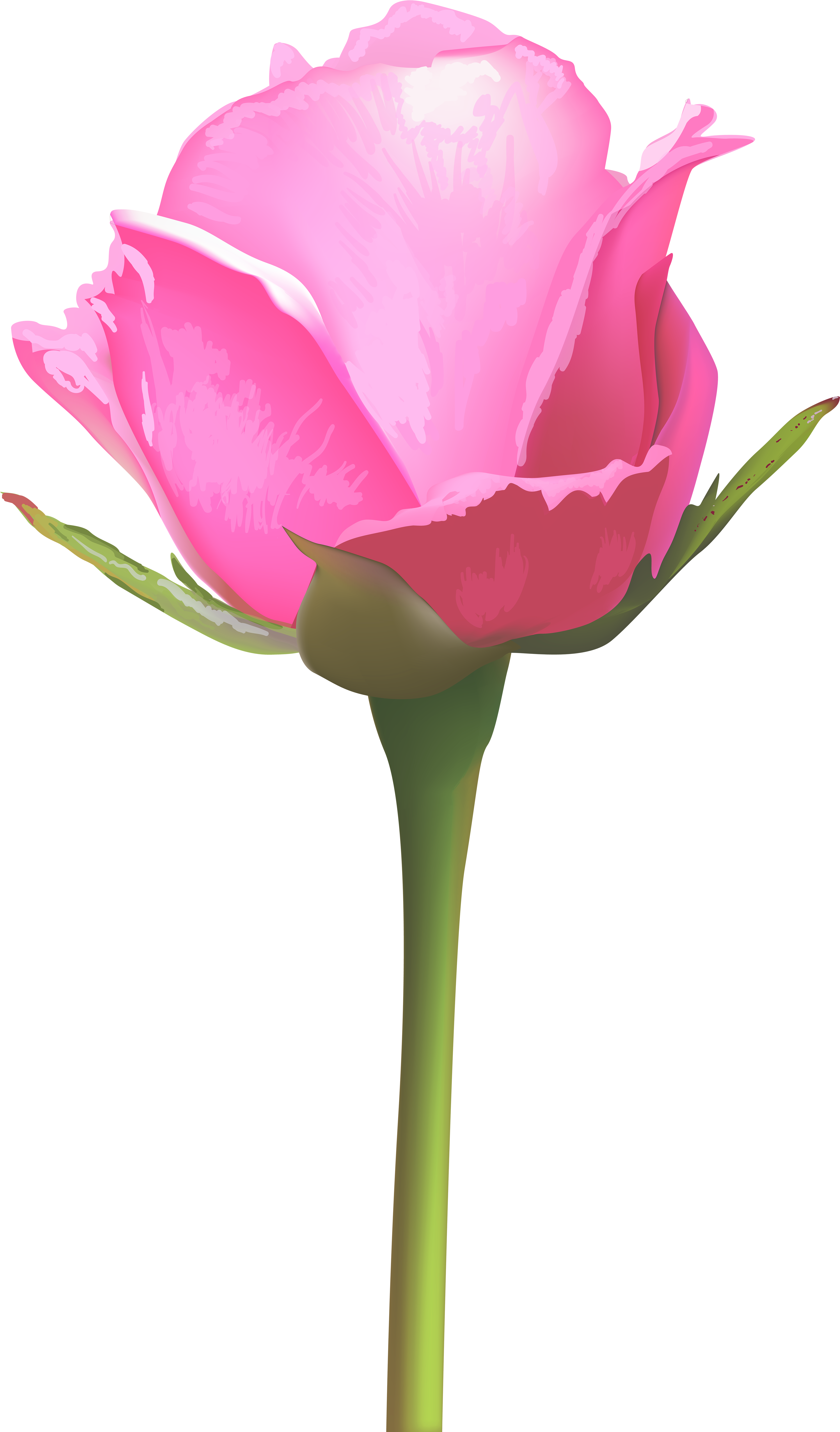 Single Pink Rose Flower Clipart (4736x8000), Png Download