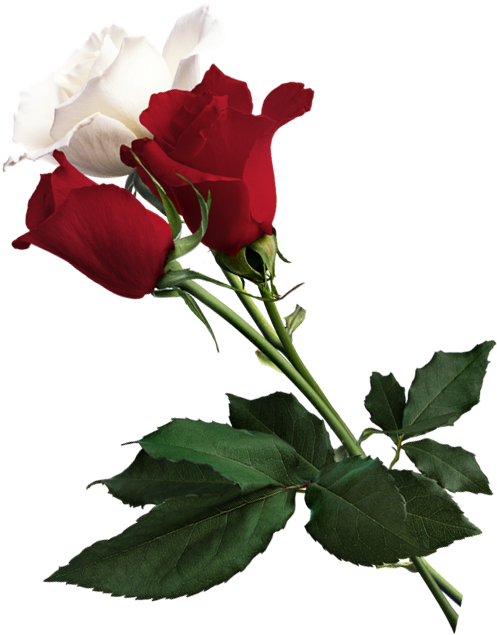 White Rose Clipart - Red Flowers On White Background - Png Download (540x667), Png Download
