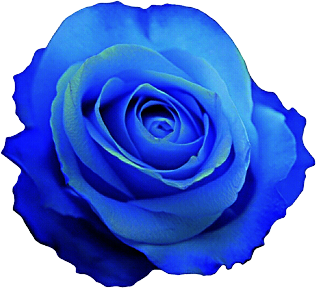 White Rose With Stem Png Transparent Clip Art Image - Blue Rose Clip Art (1024x936), Png Download