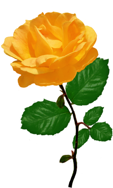 White Rose Clipart Withe - Orange Rose Clipart - Png Download (494x655), Png Download