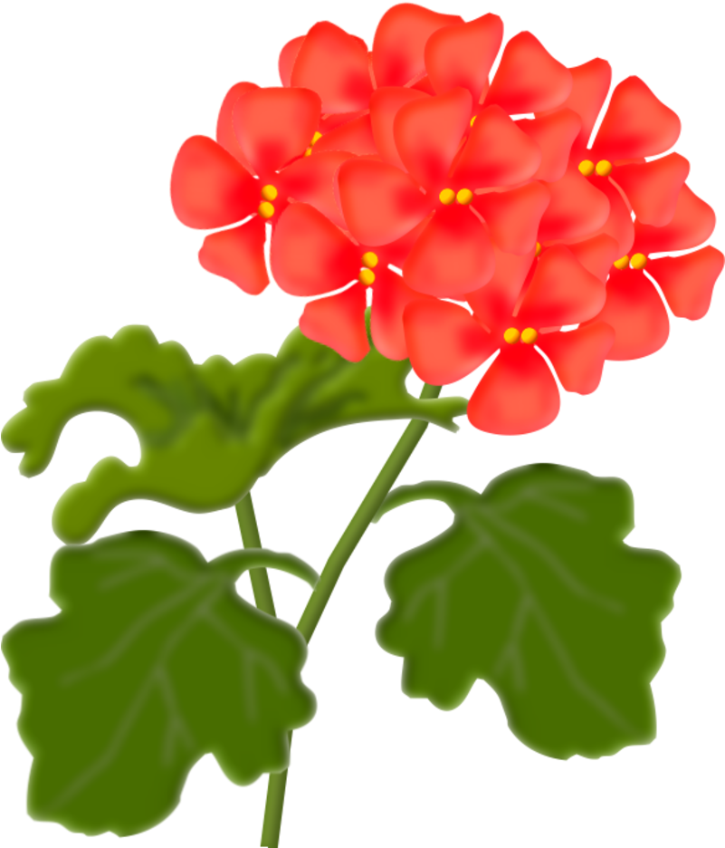 Tubes - Lantana Png Clipart (800x990), Png Download