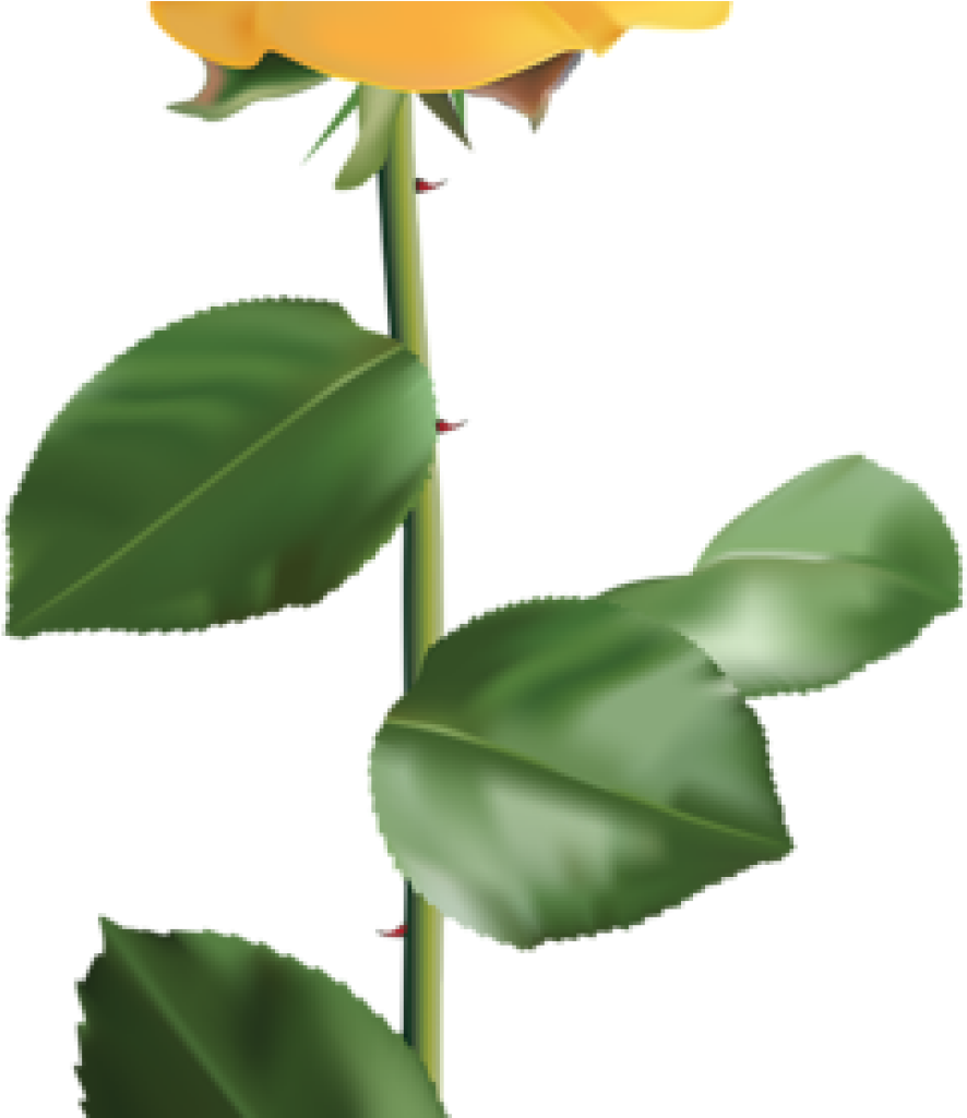 Yellow Rose Clipart Vintage Yellow Rose Encode Clipart - Yellow Flower With Stem Transparent - Png Download (1024x1024), Png Download