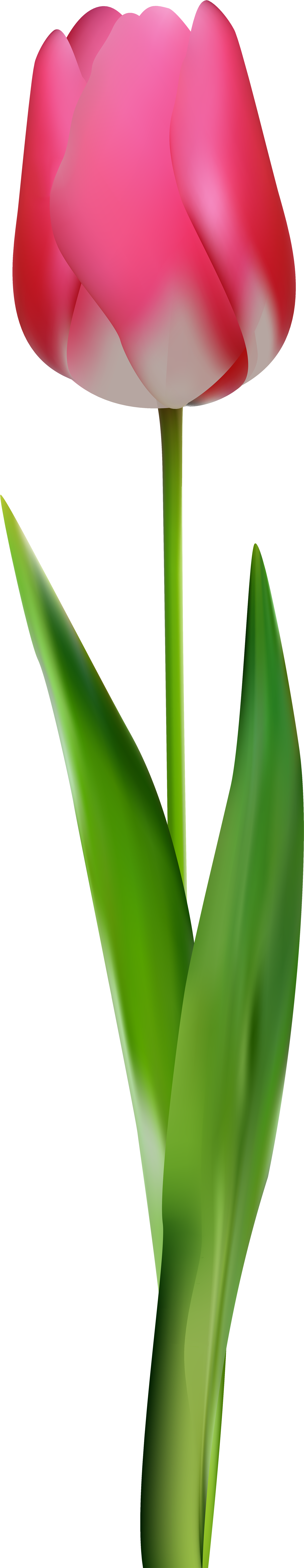Flowers Clipart Tulip - Flower Png Tulip Pink Transparent Png (1890x8000), Png Download