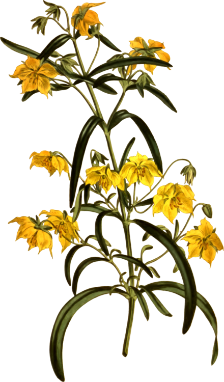 Cut Flowers Petal Floral Design Drawing - Flower Clipart (440x750), Png Download